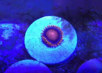Bam Bam Zoanthid (UK Grown)