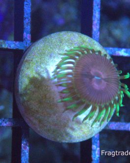 Purple Space Monster Zoanthid (UK Grown)