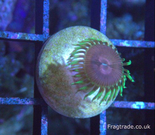 Purple Space Monster Zoanthid (UK Grown)