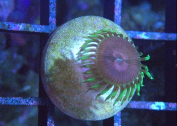 Purple Space Monster Zoanthid (UK Grown)