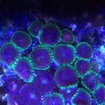 Purple Space Monster Zoanthid (UK Grown)