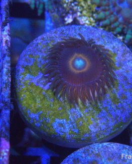 Red Ring Zoanthid (UK Grown)