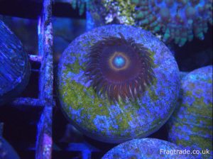 Red Ring Zoanthid (UK Grown)