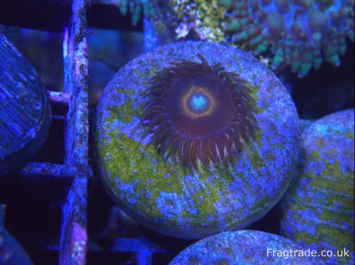 Red Ring Zoanthid (UK Grown)