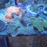WYSIWYG FRAGPACK (SPS FragPack)- Psammacora, Montipora, Hirsuta, Pavona
