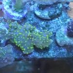 WYSIWYG FRAGPACK (SPS FragPack)- Psammacora, Montipora, Hirsuta, Pavona