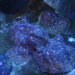 WYSIWYG FRAGPACK (SPS FragPack)- Psammacora, Montipora, Hirsuta, Pavona
