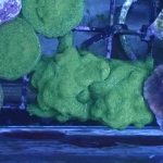 WYSIWYG FRAGPACK (SPS FragPack)- Psammacora, Montipora, Hirsuta, Pavona