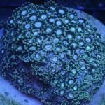 WYSIWYG FRAGPACK (LPS FragPack)- Meteor Shower Cyphastrea, Goldmeister Chalice, Yellow Alveopora