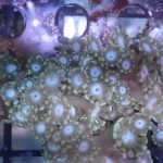 WYSIWYG FRAGPACK (LPS FragPack)- Meteor Shower Cyphastrea, Goldmeister Chalice, Yellow Alveopora