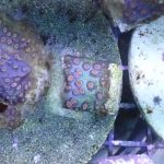 WYSIWYG FRAGPACK (LPS FragPack)- Meteor Shower Cyphastrea, Goldmeister Chalice, Yellow Alveopora