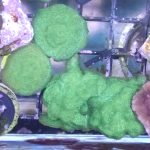 WYSIWYG FRAGPACK (SPS FragPack)- Psammacora, Montipora, Hirsuta, Pavona