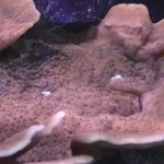 WYSIWYG FRAGPACK (SPS FragPack)- Psammacora, Montipora, Hirsuta, Pavona