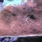 WYSIWYG FRAGPACK (SPS FragPack)- Psammacora, Montipora, Hirsuta, Pavona