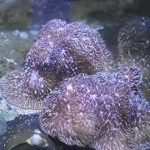 WYSIWYG FRAGPACK (SPS FragPack)- Psammacora, Montipora, Hirsuta, Pavona