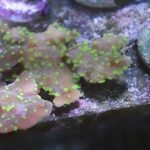 WYSIWYG FRAGPACK (SPS FragPack)- Psammacora, Montipora, Hirsuta, Pavona