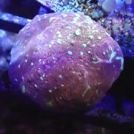 WYSIWYG FRAGPACK (LPS FragPack)- Meteor Shower Cyphastrea, Goldmeister Chalice, Yellow Alveopora