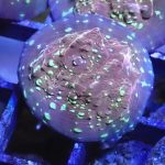 WYSIWYG FRAGPACK (LPS FragPack)- Meteor Shower Cyphastrea, Goldmeister Chalice, Yellow Alveopora
