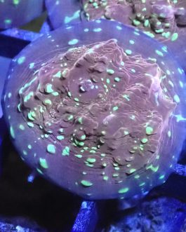 Goldmeister Chalice Coral (UK Grown)