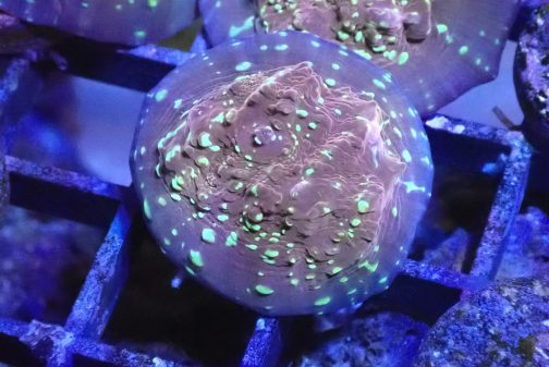 Goldmeister Chalice Coral (UK Grown)