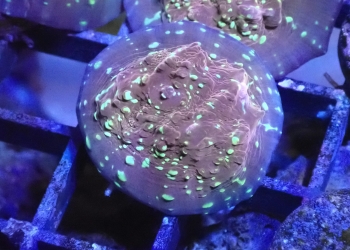 Goldmeister Chalice Coral (UK Grown)