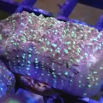 WYSIWYG FRAGPACK (LPS FragPack)- Meteor Shower Cyphastrea, Goldmeister Chalice, Yellow Alveopora