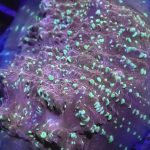 WYSIWYG FRAGPACK (LPS FragPack)- Meteor Shower Cyphastrea, Goldmeister Chalice, Yellow Alveopora