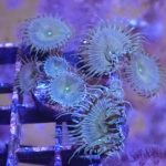 WYSIWYG Green Implosion Zoa/Palythoa