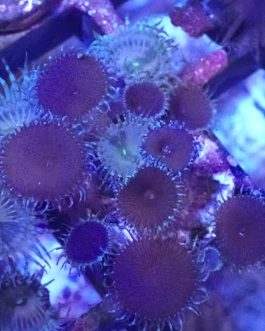 WYSIWYG zoas and Green Implosion zoa (UK Grown)