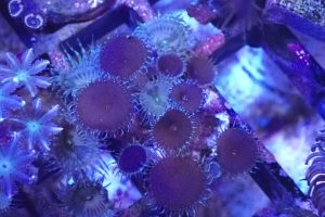 WYSIWYG zoas and Green Implosion zoa (UK Grown)