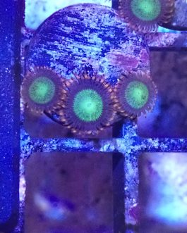 WYSIWYG Goblins on Fire zoa (UK Grown)
