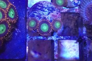 WYSIWYG Goblins on Fire zoa (UK Grown)