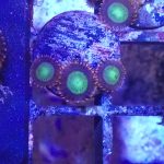 WYSIWYG Goblins on Fire zoa (UK Grown)