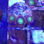 WYSIWYG Goblins on Fire zoa (UK Grown)