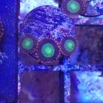 WYSIWYG Goblins on Fire zoa (UK Grown)