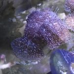WYSIWYG FRAGPACK (SPS FragPack)- Psammacora, Montipora, Hirsuta, Pavona