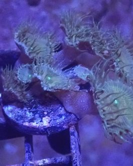 WYSIWYG Green Implosion Zoa/Palythoa