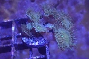 WYSIWYG Green Implosion Zoa/Palythoa