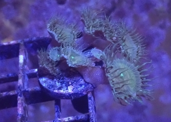 WYSIWYG Green Implosion Zoa/Palythoa