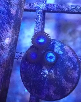 WYSIWYG Blue Tubbs zoas (UK Grown)