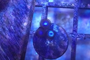 WYSIWYG Blue Tubbs zoas (UK Grown)