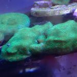 WYSIWYG FRAGPACK (SPS FragPack)- Psammacora, Montipora, Hirsuta, Pavona