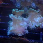WYSIWYG FRAGPACK (LPS FragPack)- Meteor Shower Cyphastrea, Goldmeister Chalice, Yellow Alveopora