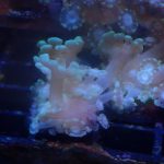 WYSIWYG FRAGPACK (LPS FragPack)- Meteor Shower Cyphastrea, Goldmeister Chalice, Yellow Alveopora