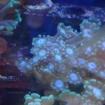 WYSIWYG FRAGPACK (LPS FragPack)- Meteor Shower Cyphastrea, Goldmeister Chalice, Yellow Alveopora