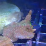 WYSIWYG FRAGPACK (SPS FragPack)- Psammacora, Montipora, Hirsuta, Pavona