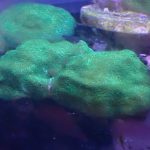 WYSIWYG FRAGPACK (SPS FragPack)- Psammacora, Montipora, Hirsuta, Pavona
