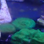 WYSIWYG FRAGPACK (SPS FragPack)- Psammacora, Montipora, Hirsuta, Pavona