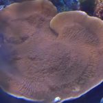 WYSIWYG FRAGPACK (SPS FragPack)- Psammacora, Montipora, Hirsuta, Pavona