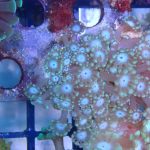 WYSIWYG FRAGPACK (LPS FragPack)- Meteor Shower Cyphastrea, Goldmeister Chalice, Yellow Alveopora